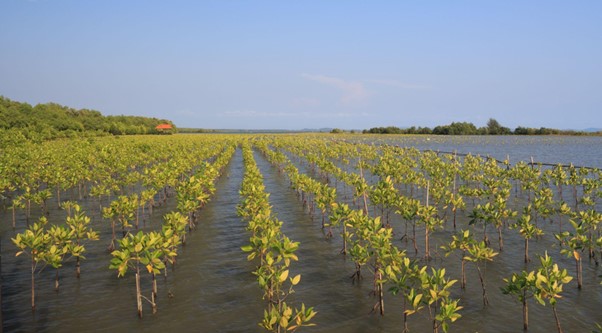 mangrove